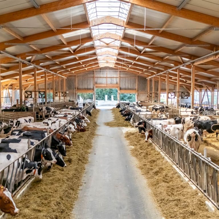 Kühe im Kuhstall von oben