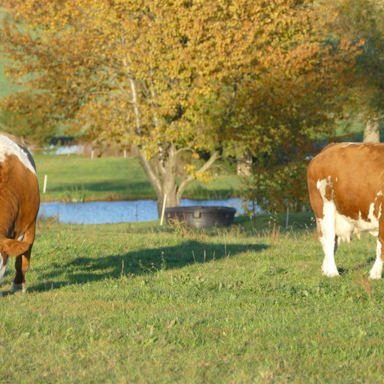 Fleckvieh grast auf Wiede