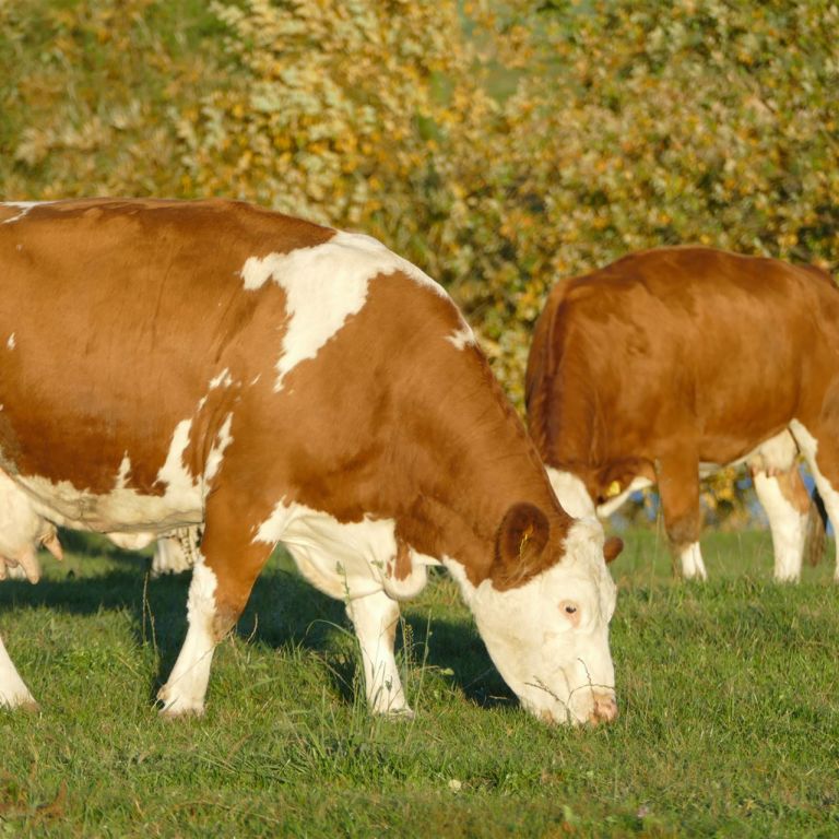 Kühe grasen auf Weide
